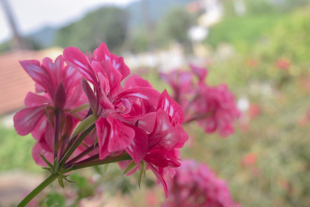 Mirsini Apartments Agios Georgios  Dış mekan fotoğraf
